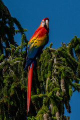 Red parrot in green vegetation. Scarlet Macaw, Ara macao, in dark green tropical forest, Costa Rica, Wildlife scene from nature. Red bird in the forest.
