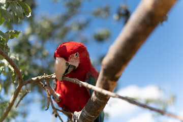Red parrot in green vegetation. Scarlet Macaw, Ara macao, in dark green tropical forest, Costa Rica, Wildlife scene from nature. Red bird in the forest.