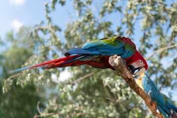 Red parrot in green vegetation. Scarlet Macaw, Ara macao, in dark green tropical forest, Costa Rica, Wildlife scene from nature. Red bird in the forest.