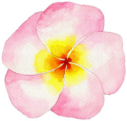 Light pink yellow plumeria watercolor hand painted illustration, isolated on white background.