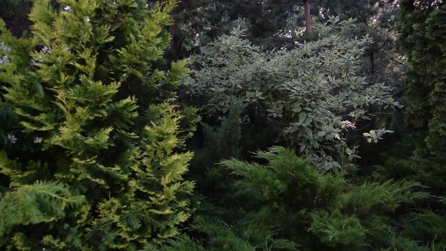 Evergreens on a flower bed in the garden