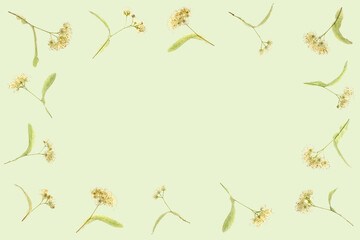 Flat Layed Frame Of lime blossoms with copy space and a green background.