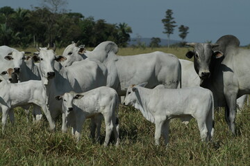 BOVINOCULTURA, BOI, NELORE, GADO, CORTE, REBANHO, PECU&Aacute;RIA