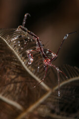 Red-Strip Skeleton shrimp Protella similis). Underwater macro photography from Aniilao, Philippines