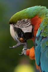 A beautiful harlequin macaw parrot costa rica.