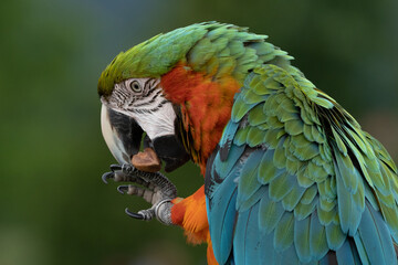 A beautiful harlequin macaw parrot costa rica. © vaclav