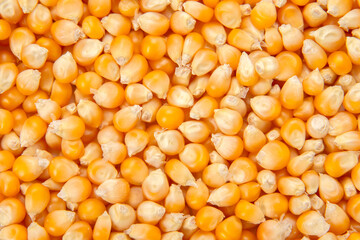 ポップコーンの種