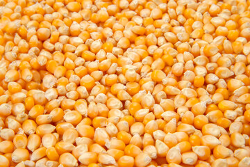 ポップコーンの種