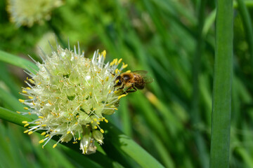 bee on a flower
