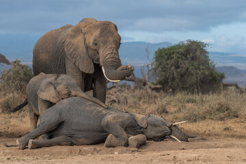 Animal Spa Time!! This image of Elephants dust bathing is taken at Amboseli National Park in Kenya.