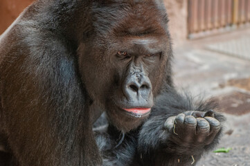 The sitting gorilla calmly eats and watches its surroundings