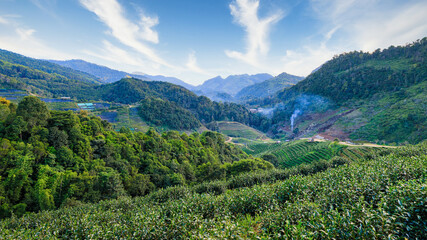 Fototapeta na wymiar Landscape View Of Tea Plantation and Nature Background With Blue Sky