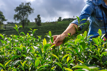 farmer is collecting green tea leaves at doi chiang rai Thailand - obrazy, fototapety, plakaty