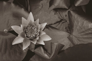 Close-up of a beautiful water lily,  water lily in black and white