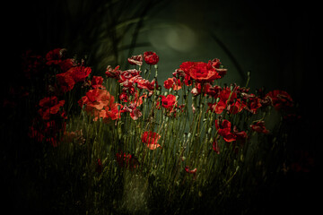 Poppies 