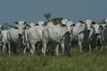 BOVINOCULTURA, BOI, NELORE, GADO, CORTE, REBANHO, PECU&Aacute;RIA