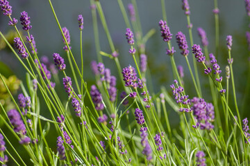 Polska , Pruszcz Gdański , czerwiec 2020 , lawenda w ogrodzie © Piotrmag45