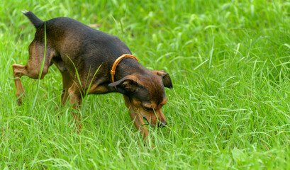 Miniature pinscher puppy sneaking through the grass.