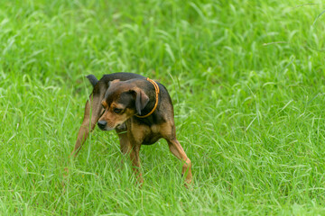 Miniature pinscher puppy sneaking through the grass.