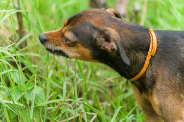 Miniature pinscher puppy sneaking through the grass.