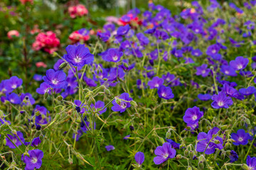 Obraz na płótnie Canvas Blossoms of Geranium Eureka Blue, Geranium Perennial, many blue blossoms, Meadow Geranium
