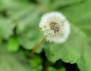 Dandelion, close-up. Macro with shallow depth of field.