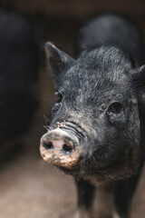 Black pig with dirty snout looking with curiosity at the camera