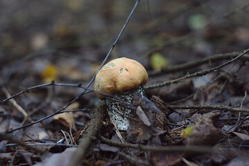 small aspen mushroom out of the ground