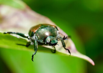 bug on leaf