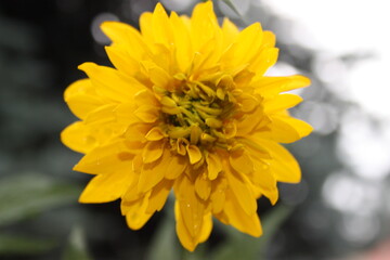 Żółty kwiat