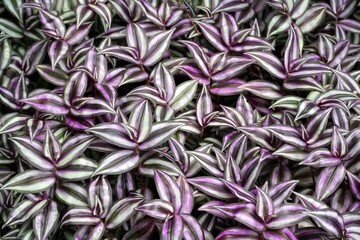 Closeup shot of many wandering jew plants growing in a field