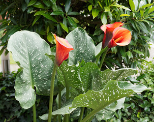 Zantedeschia | Magnificient Calla lily 'Mango' or arum lily Mango with reddish-orange spathe on elegant mid-green lanceolate leaves white-spotted 