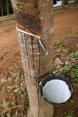 Natural Rubber Tapping Process in the Mountainside Plantation of Thailand