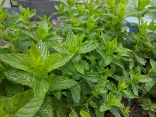 Mint Leaves