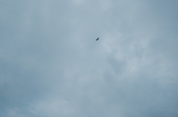 Eagle bird flying high over the clouds, sky background