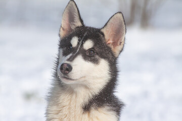 portrait eines siberian husky mit schwarz weißem fell im schnee an einem sonnigen wintertag
