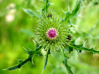roslina kwitnoca oset nastroszony rosnaca na skwerze w miescie bialystok na podlasiu w polsce