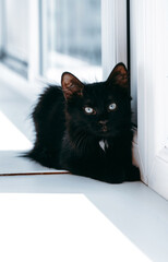 A black kitten carefully looks at the camera and sits near the onk on a white windowsill