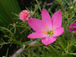 Fototapeta premium pink cosmos flower