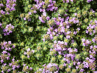 Mother of Thyme background macro