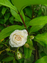 white rose in garden