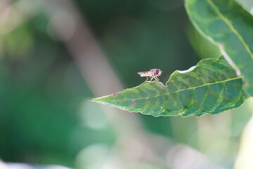 Insekt Natur Schwebfliege