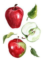 watercolor drawing of apples with leaves on a white background