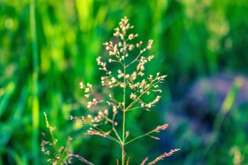 green grass in the wind