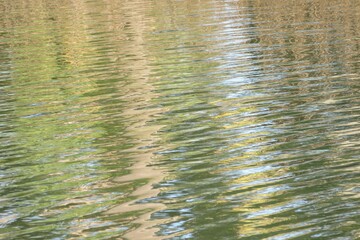 Reflection on green water surface  in Florida nature