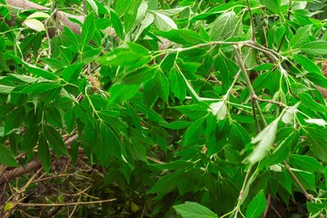 Branches and leaves of maple.