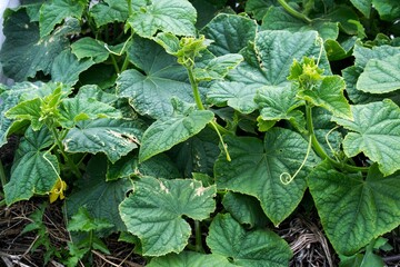 Fototapeta premium Leaves of cucumbers in the garden.