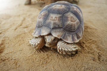 Obraz premium sulcata tortoise or African spurred tortoise on the sand. Geochelone sulcata