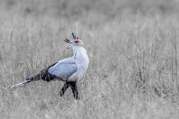 Secretary Bird