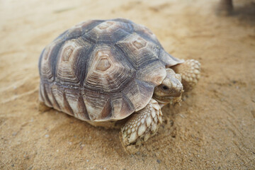 sulcata tortoise or African spurred tortoise on the sand. Geochelone sulcata